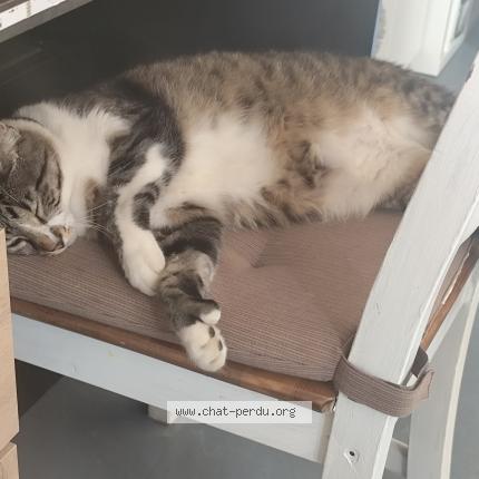 Photo 1/1 Dakura Chat lost in Tigy