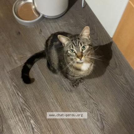 Photo 1/1 Tokyo Chat lost in Merignac