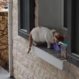 Picture of cat found at Maurs