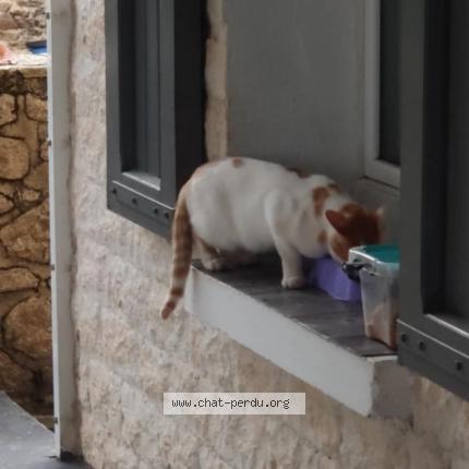 Photo 1/1 Found cat Found in Maurs