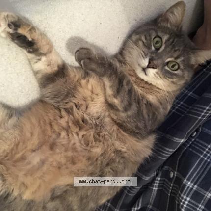 Photo 1/1 Akira Chat lost in Branscourt