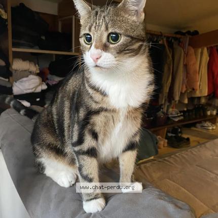 Photo 1/1 Saya Chat lost in Maubeuge