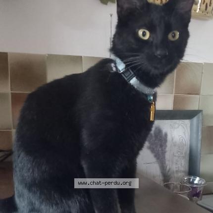 Photo 1/1 Harry Chat lost in Briancon