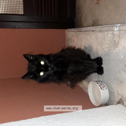 Photo 1/1 Found cat Found in Montpellier