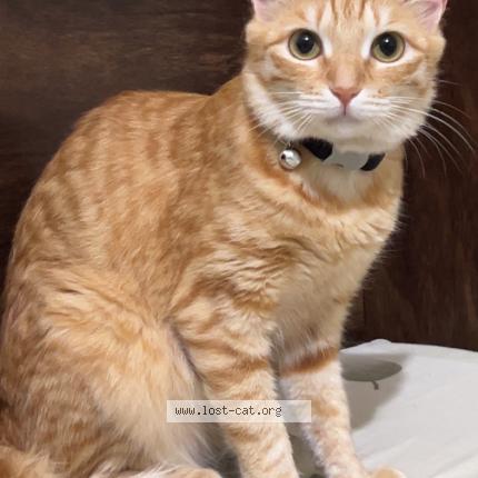 Photo 1/1 Reunited cat Lost in Bengaluru