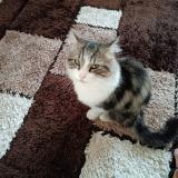 Picture of cat lost at St Vallier