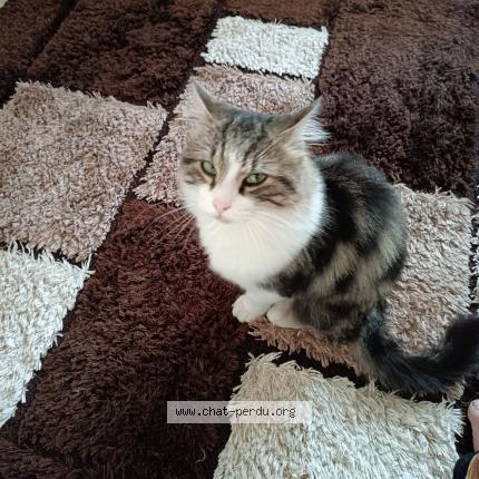 Photo 1/2 Rikiss Chat lost in St vallier