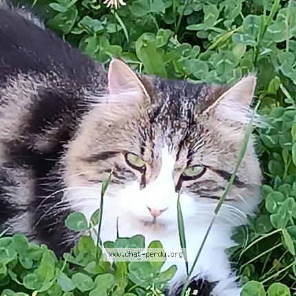 Photo 2/2 Rikiss Chat lost in St vallier