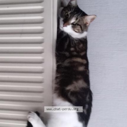 Photo 1/1 Nounoune Chat lost in Manson