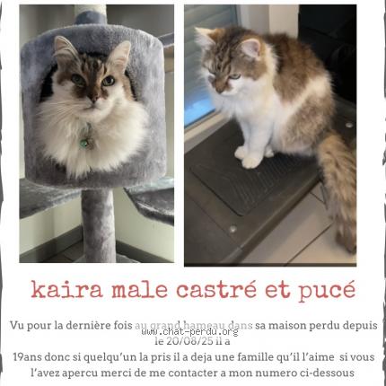 Photo 1/1 Kaira Chat lost in Le havre