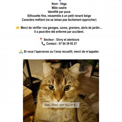 Photo 1/1 Vega Chat lost in Givry