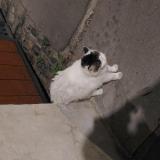 Picture of cat found at Toulouse