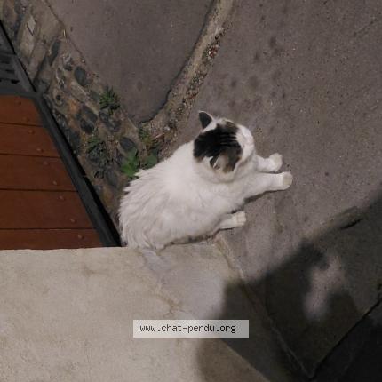 Photo 1/1 Found cat Found in Toulouse