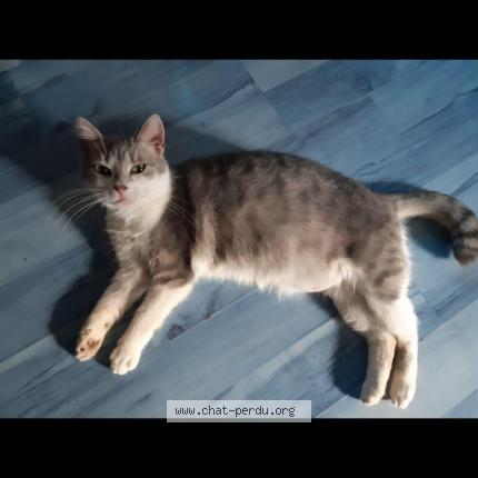 Photo 1/1 Pailette Chat lost in Tresilley