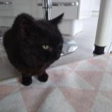 Picture of cat found at Replonges