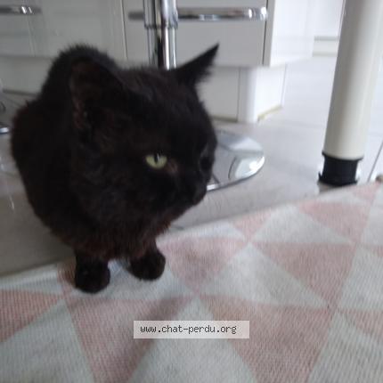 Photo 1/1 Found cat Found in Replonges