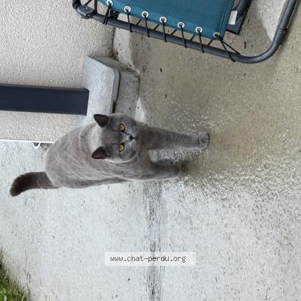 Photo 1/1 Thanos Chat lost in Beaupreau