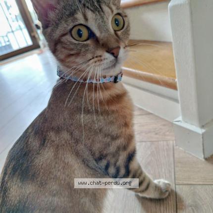 Photo 1/1 Bella Chat lost in Ostwald