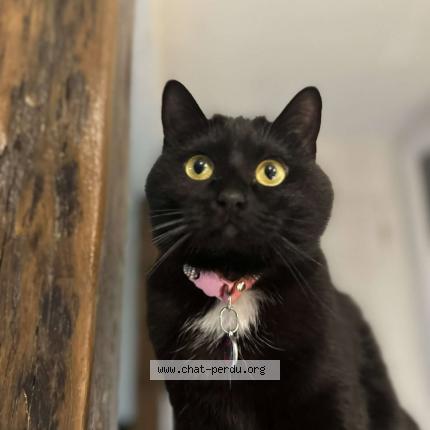 Photo 1/1 Aya Chat lost in Tours