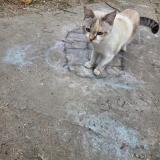 Picture of cat found at Stains