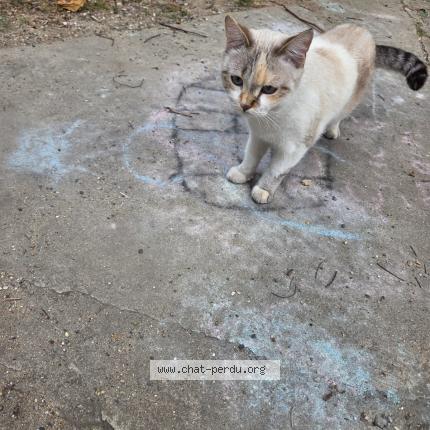 Photo 1/1 Found cat Found in Stains