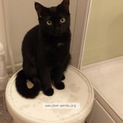 Photo 1/1 Inaya Chat lost in Witry les reims