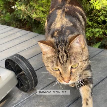 Photo 1/1 Shelby Chat lost in Limoges