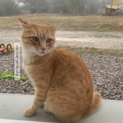 Photo 1/1 Found cat Found in Saint aubin des ormeaux