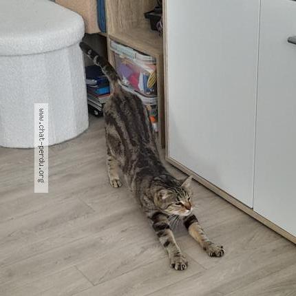 Photo 1/4 Found cat Found in Le mans