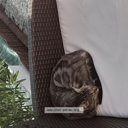 Photo 3/4 Found cat Found in Le mans