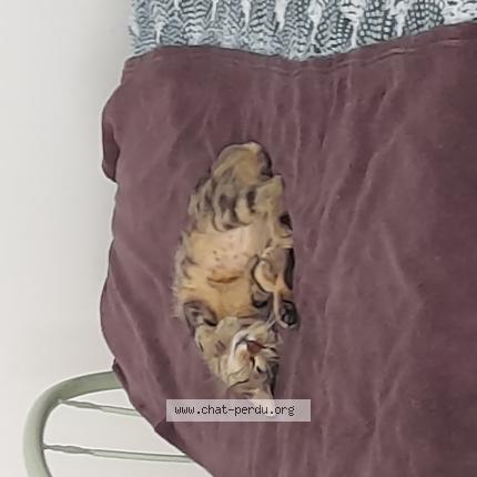 Photo 4/4 Found cat Found in Le mans