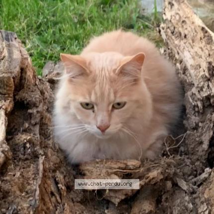 Photo 1/1 Rio Chat lost in Menetreol sur sauldre