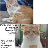 Picture of cat lost at Le Petit Quevilly