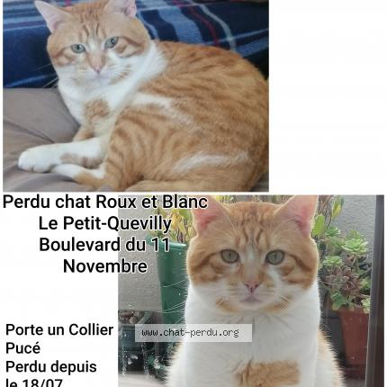 Photo 1/1 Caramel Chat lost in Le petit quevilly