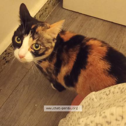 Photo 1/1 Choucki de Chat lost in Saint victor de morestel