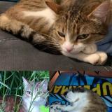 Picture of cat lost at Quincieux