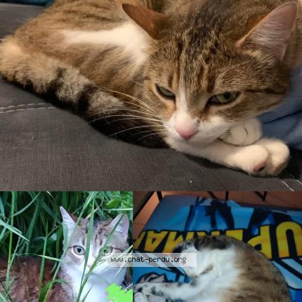 Photo 1/1 Cat reunited Lost in Quincieux