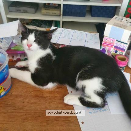 Photo 1/1 Alvin Chat lost in Houplines