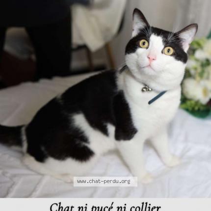 Photo 1/2 Tigrou Chat lost in Bondy