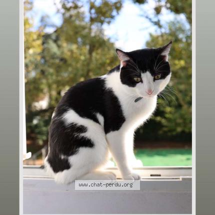 Photo 2/2 Tigrou Chat lost in Bondy