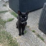 Picture of cat lost at Longpont Sur Orge