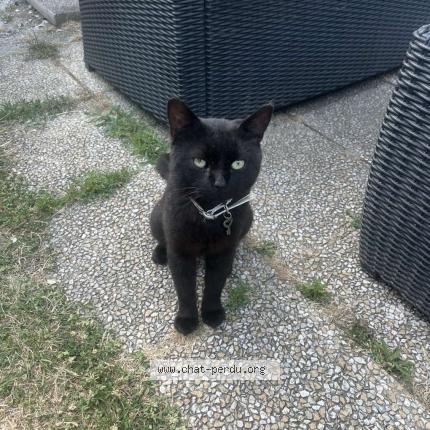 Photo 1/1 Cat reunited Lost in Longpont sur orge