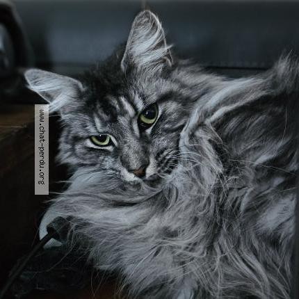 Photo 2/2 Poppy Chat lost in Mont ras