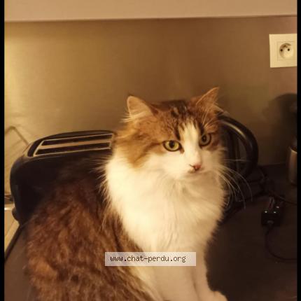 Photo 1/1 Farah Chat lost in Saint sebastien sur loire