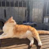 Picture of cat lost at La Rochelle