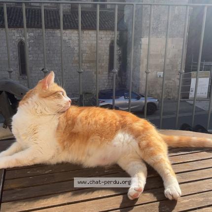 Photo 1/1 Naila surnomm&eacute;e billou Chat lost in La rochelle