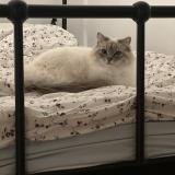 Picture of cat lost at Questembert