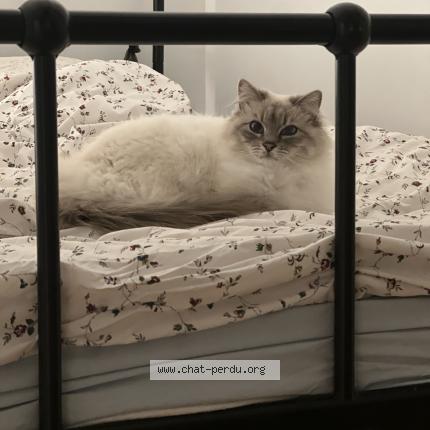 Photo 1/1 Nezumi Chat lost in Questembert