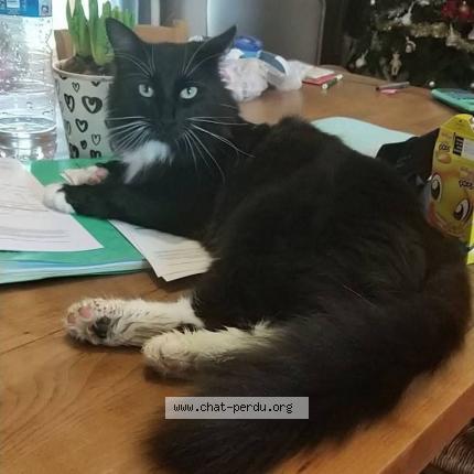 Photo 1/1 Pixel Chat lost in La turballe trescalan