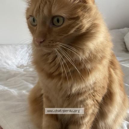 Photo 1/1 Smookie Chat lost in St rambert d albon